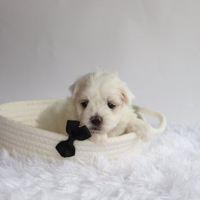 Cheddar - Available 9/24