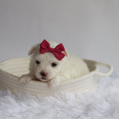 Marley - Available 9/24
