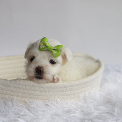 Nessie - Available 9/24
