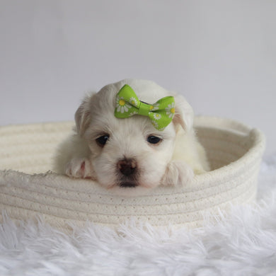 Nessie - Available 9/24