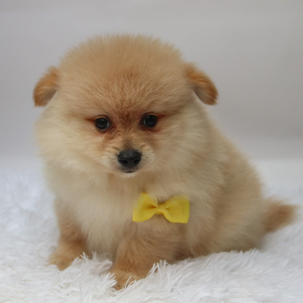 Rocky - Available 10/7