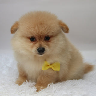 Rocky - Available 10/7