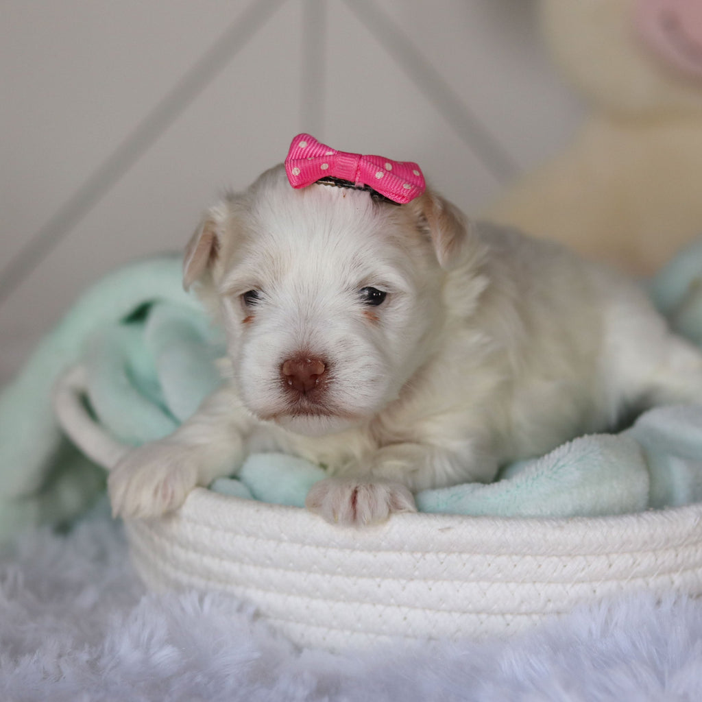 Robin - Available 3/26