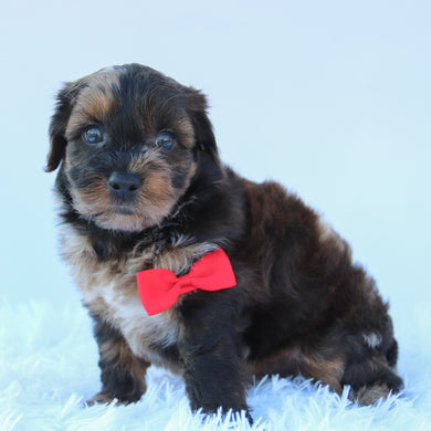 Mackie - Available 8/13
