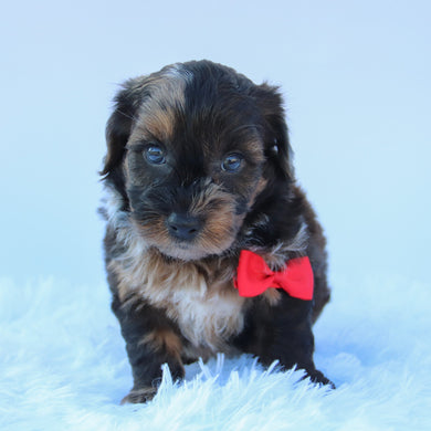 Mackie - Available 8/13