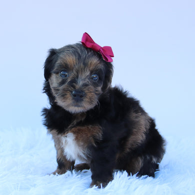Sofia - Available 8/13