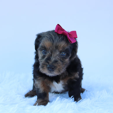 Sofia - Available 8/13