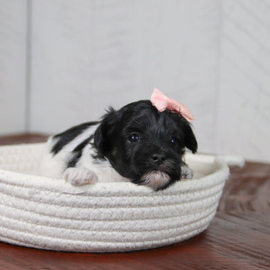 Matilda - Available 6/11
