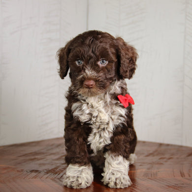 Flynn - Available Now