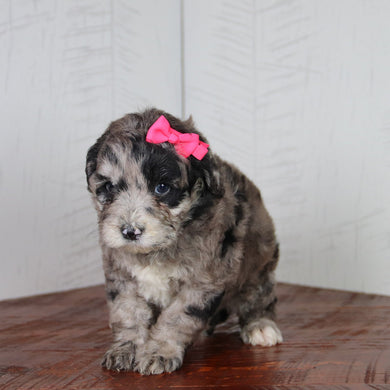 Katie - Available 6/4