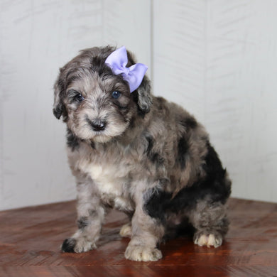 Maddy - Available 6/4