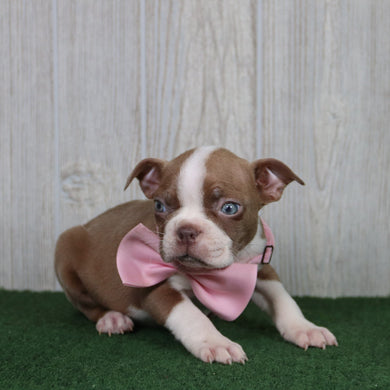 Lilly - Available 5/14