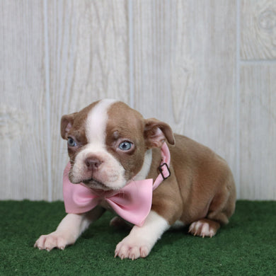 Lilly - Available 5/14