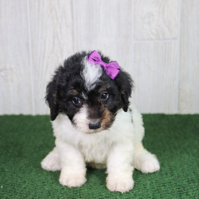 Cinnamon - Available 5/21