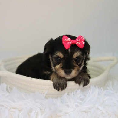 Lilly - Available 8/27