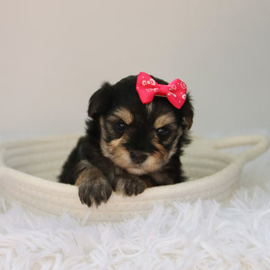 Lilly - Available 8/27