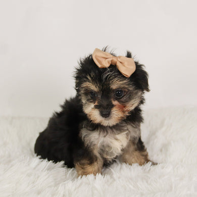 Lilly - Available 8/27