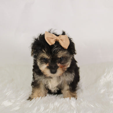 Lilly - Available 8/27