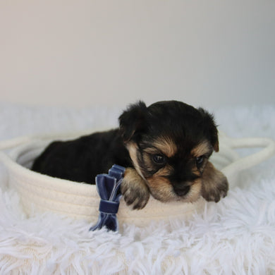 Rufus - Available 8/27