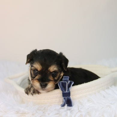 Rufus - Available 8/27