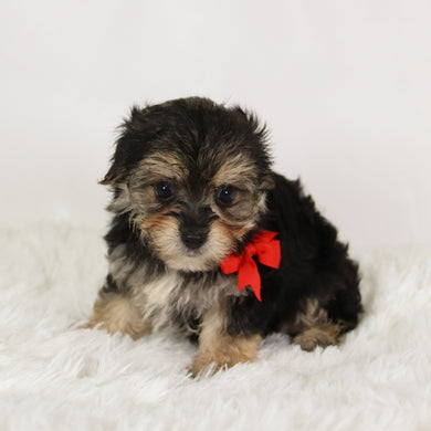 Rufus - Available 8/27
