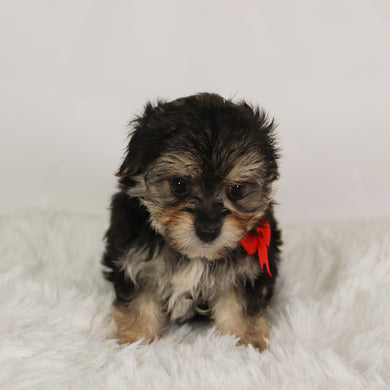 Rufus - Available 8/27