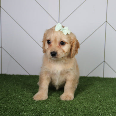 Penelope - Available 6/4