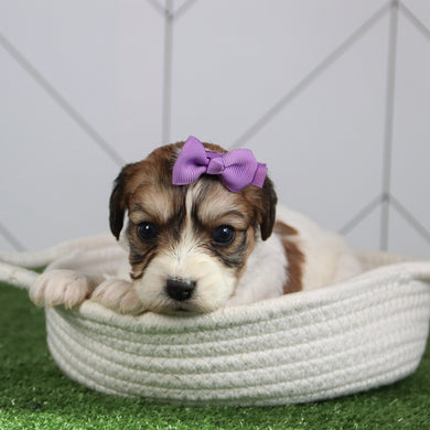 Bertha - Available 6/4