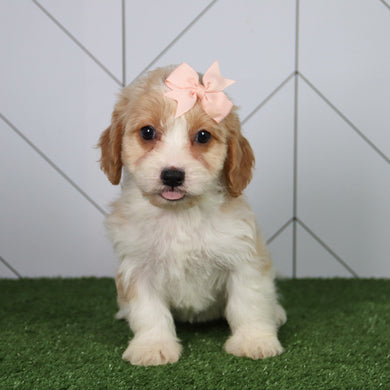 Pippa - Available 6/4