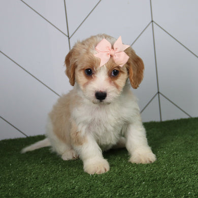 Pippa - Available 6/4