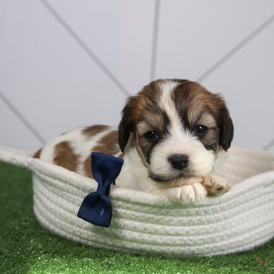 Kai - Available 6/4