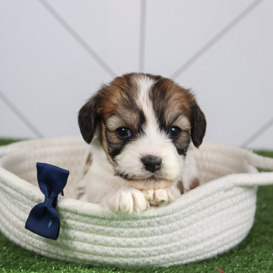 Kai - Available 6/4