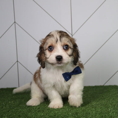 Kai - Available 6/4