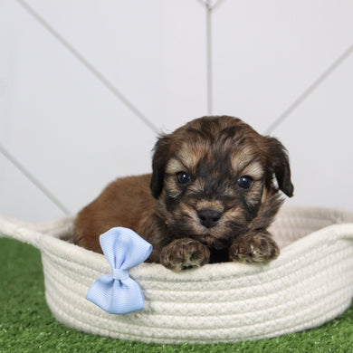 Tahoe - Available 6/4