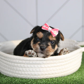 Mabel - Available 3/5