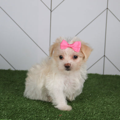 Lori - Available 5/14