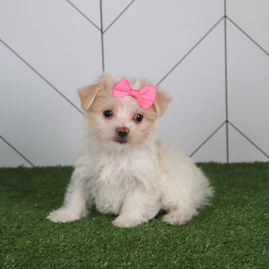 Lori - Available 5/14
