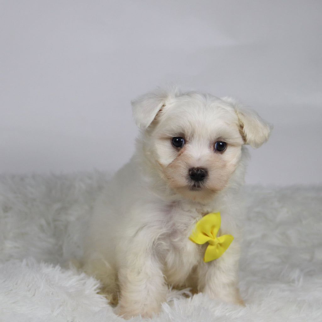 Felix - Available 11/12