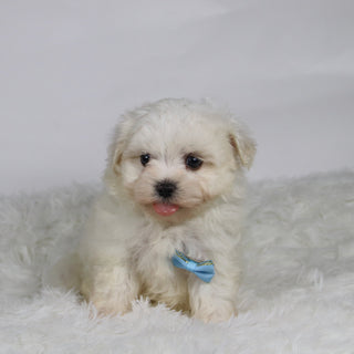 Turbo - Available 11/12