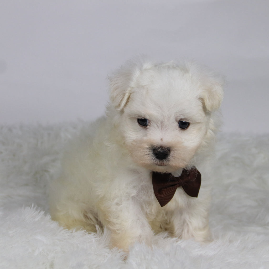 Cole - Available 11/12