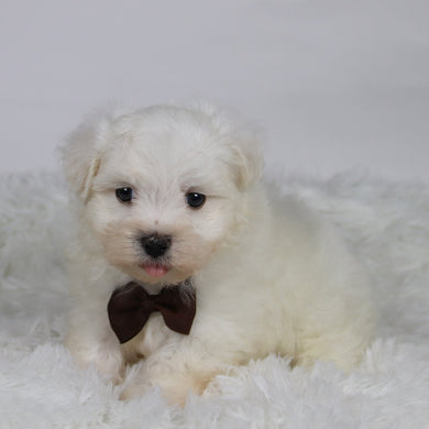 Cole - Available 11/12