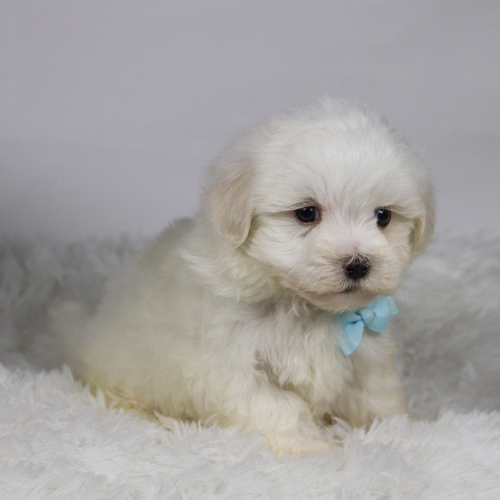 Josh - Available 11/12