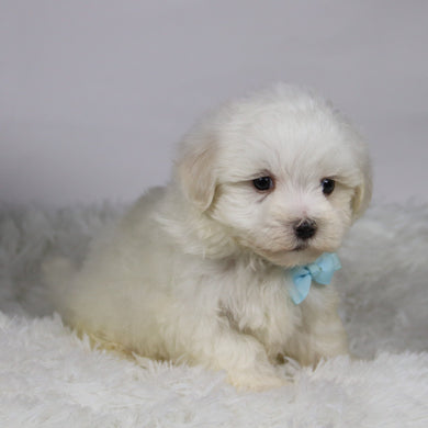 Josh - Available 11/12