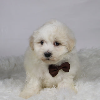 Yam - Available 11/12