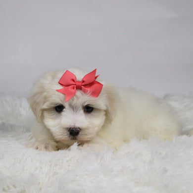 Lana - Available 11/12