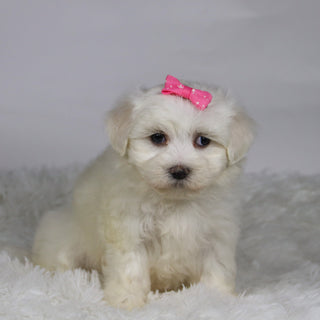 Kari - Available 11/12