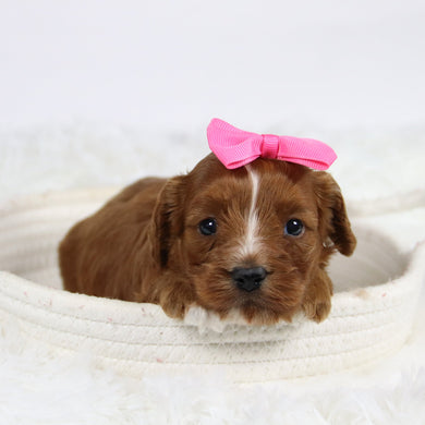 Beige - Available 12/3