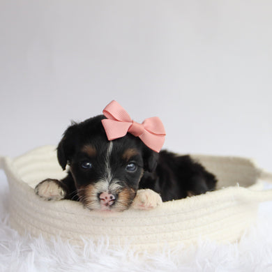 Rita - Available 9/24