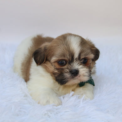 Jared - Available 10/7