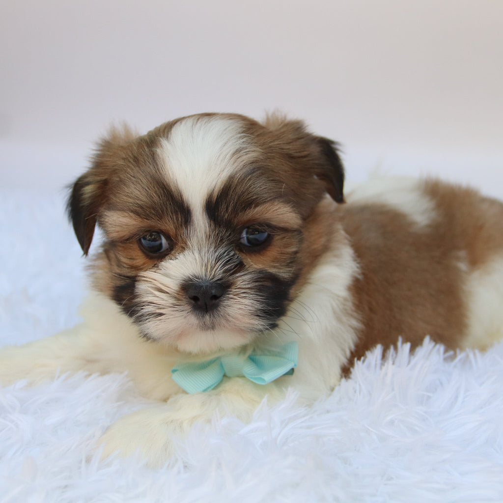 Ronnie - Available 10/9